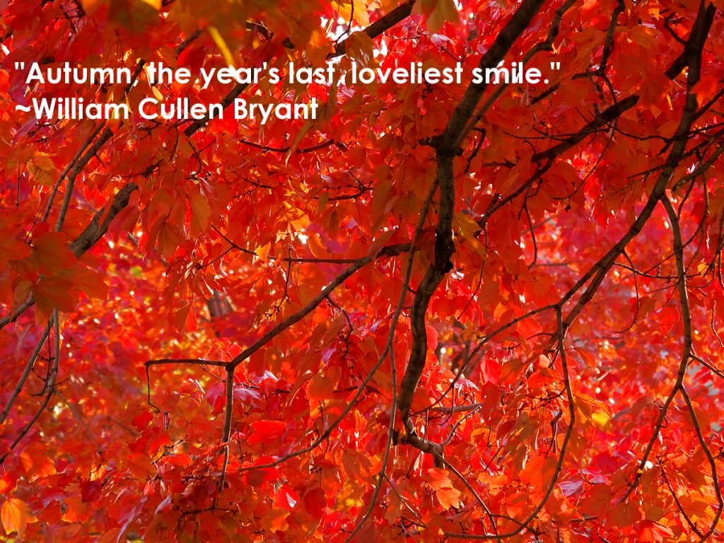 Which of these quotes about autumn is your favorite? Don’t forget to ... Which of these quotes about autumn is your favorite? Don’t forget to ...